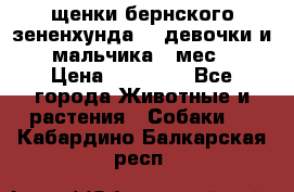 щенки бернского зененхунда. 2 девочки и 2 мальчика(2 мес.) › Цена ­ 22 000 - Все города Животные и растения » Собаки   . Кабардино-Балкарская респ.